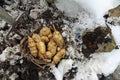 Harvesting Jerusalem artichokes in winter with a digging fork