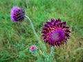 Bio Garden with Purple Thistle Flower in the Summer Royalty Free Stock Photo