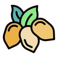 Bio jojoba nuts icon color outline vector