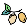 Bio jojoba seeds icon color outline vector