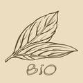 Bio leaf logo sketch