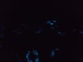 Bio luminescence. Illumination of plankton at Lakshadweep. stock photo