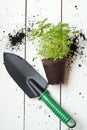 Bio pot with parsley young plants Royalty Free Stock Photo