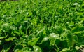 Bio spinach farm field