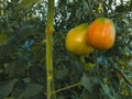 Bio tomatoes grown in greenhouse. Man cultivated. Vegetarian concept Royalty Free Stock Photo