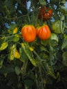 Bio tomatoes grown in greenhouse. Man cultivated. Vegetarian concept Royalty Free Stock Photo