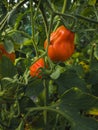 Bio tomatoes grown in greenhouse. Man cultivated. Vegetarian concept Royalty Free Stock Photo