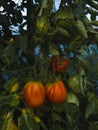 Bio tomatoes grown in greenhouse. Man cultivated. Vegetarian concept Royalty Free Stock Photo