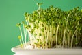 Delicius bio sprout luminous Royalty Free Stock Photo