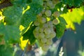 Bio winery white wine grape vineyard in Provence, south of Franc Royalty Free Stock Photo