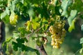 Bio winery white wine grape vineyard in Provence, south of Franc Royalty Free Stock Photo
