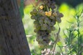 Bio winery white wine grape vineyard in Provence, south of France Royalty Free Stock Photo