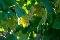 Bio winery white wine grape vineyard in Provence, south of France Royalty Free Stock Photo