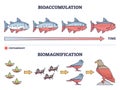 Bioaccumulation vs biomagnification toxic poisoning process outline diagram