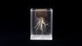 A biocement block grows roots in a clear container, showcasing eco-friendly building Royalty Free Stock Photo