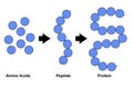 Biochemial structure of amino acids, peptides and proteins molecular model