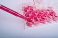 Biochemical laboratory work, cell culturing Royalty Free Stock Photo