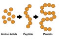 Biochemical structure of amino acids, peptides and proteins molecular model