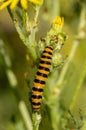 Biocontrol with a Catepillar