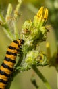 BioControl Royalty Free Stock Photo