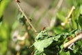 Biocontrol Golden Loosestrife Beetle pre-release onto Purple Loosestrife Royalty Free Stock Photo