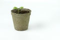 Biodegradable Peat Moss Pot with Tomato seedlings isolated on white background