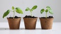 Biodegradable Planting Pots for Seedlings