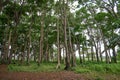 Biodiverse forest growing on red sand, with grassland and woods in the background Royalty Free Stock Photo