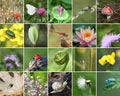 Biodiversity collage Royalty Free Stock Photo
