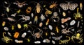 Biodiversity and colors in the insect world