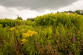 Biodiversity in a Dutch nature reserve Royalty Free Stock Photo