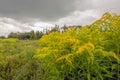 Biodiversity in a Dutch nature reserve Royalty Free Stock Photo