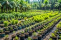 Biodiversity-focused nursery with rare forest tree saplings Royalty Free Stock Photo