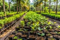 Biodiversity-focused nursery with rare forest tree saplings Royalty Free Stock Photo