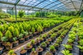 Biodiversity-focused nursery with rare forest tree saplings Royalty Free Stock Photo