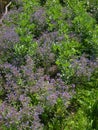 Biodynamic vegetable garden with broad beans and borage plants Royalty Free Stock Photo