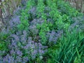 Biodynamic vegetable garden with broad beans and borage plants Royalty Free Stock Photo