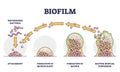 Biofilm formation stages with development and dispersion outline diagram Royalty Free Stock Photo