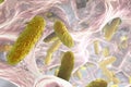 Biofilm of Klebsiella bacteria