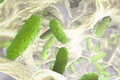 Biofilm of Klebsiella bacteria