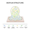 Biofilm structure. Bacterial cell colony Royalty Free Stock Photo
