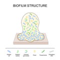 Biofilm structure. Bacterial cell colony