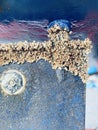 Biofouling on a steering gear of a ship