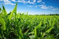 biofuel corn crop, with vibrant green hues on a sunny day