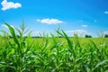 biofuel corn crop, with vibrant green hues on a sunny day