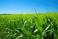 biofuel corn crop, with vibrant green hues on a sunny day