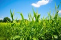 biofuel corn crop, with vibrant green hues on a sunny day