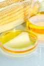 Biofuel or Corn Syrup sweetcorn Royalty Free Stock Photo