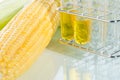 Biofuel or Corn Syrup sweetcorn Royalty Free Stock Photo