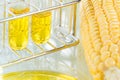Biofuel or Corn Syrup sweetcorn Royalty Free Stock Photo